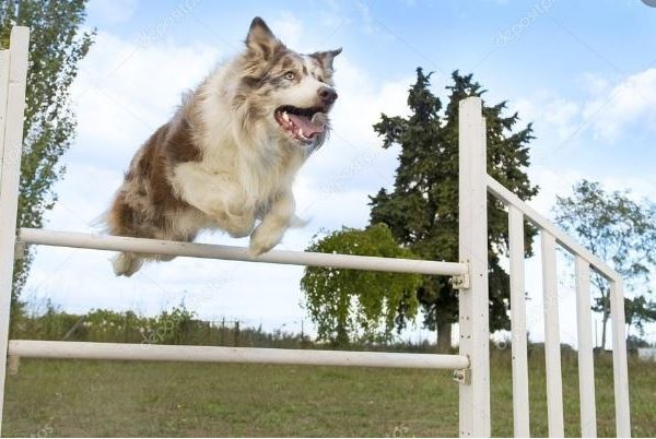 Border Collie em prova de Agility