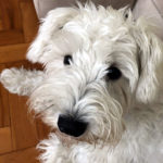 Schnauzer é uma das raças mais populares no Brasil.