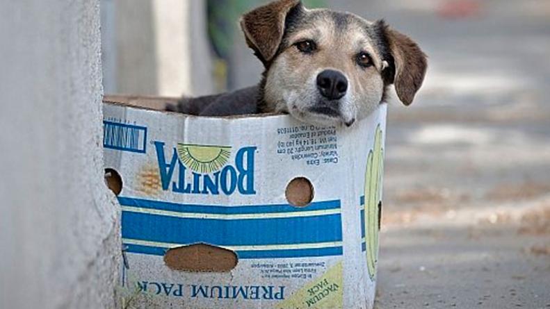 Cachorros vira-latas são populares em todo o Brasil