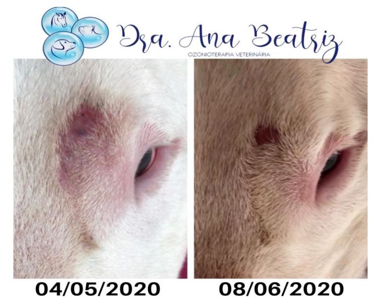 A ozonioterapia é indicada para diferentes tipos de tratamento veterinário