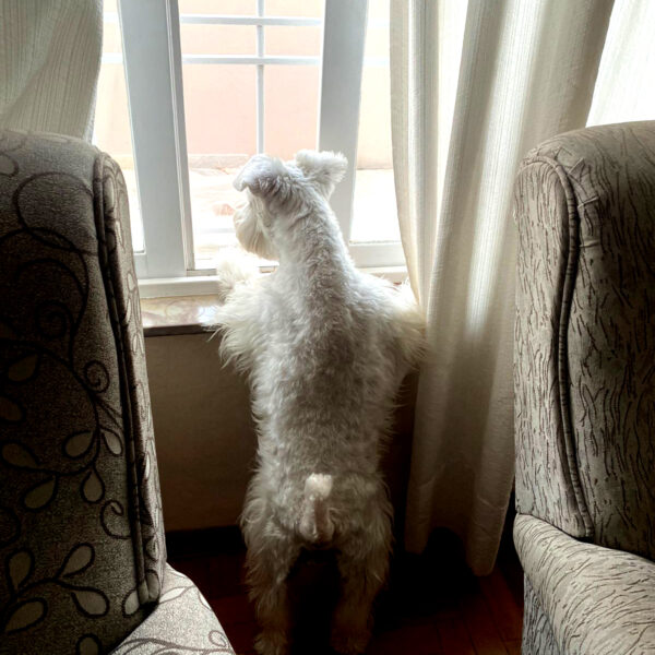 Muitos tutores relatam que seu pet sabe a hora que estão para chegar em casa.