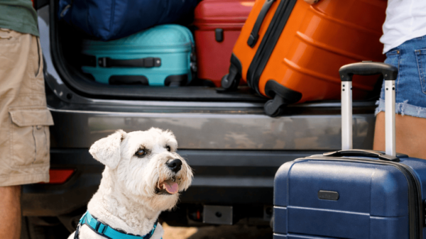 Viajar com pet exige planejamento